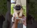 Pug puppies available in kerala #shorts