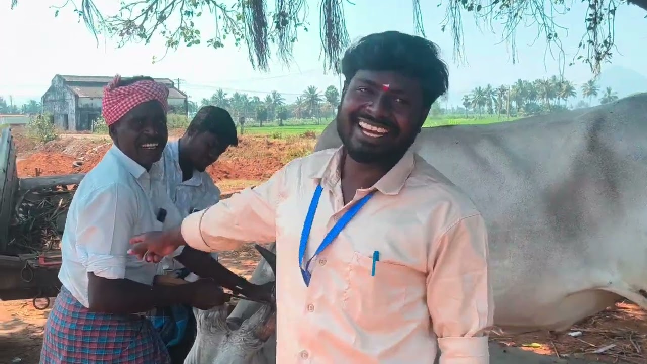 🎇💟♥️மாட்டுப்பொங்கல் ஆட்டம்(,1,)#🌿💯#entertainment 