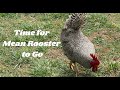 Saying Goodbye to Mean Rooster