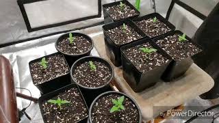 Hawaiian Diamond (Blue Moon Rocks×Slymerbx3) Week 1 of vegg indoor grow
