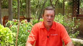 Lawn Care Tips Identifying Grub Damage