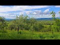 🌻с.Яблунівка там де виріс мій чоловік...Закарпатський діалект.🌻