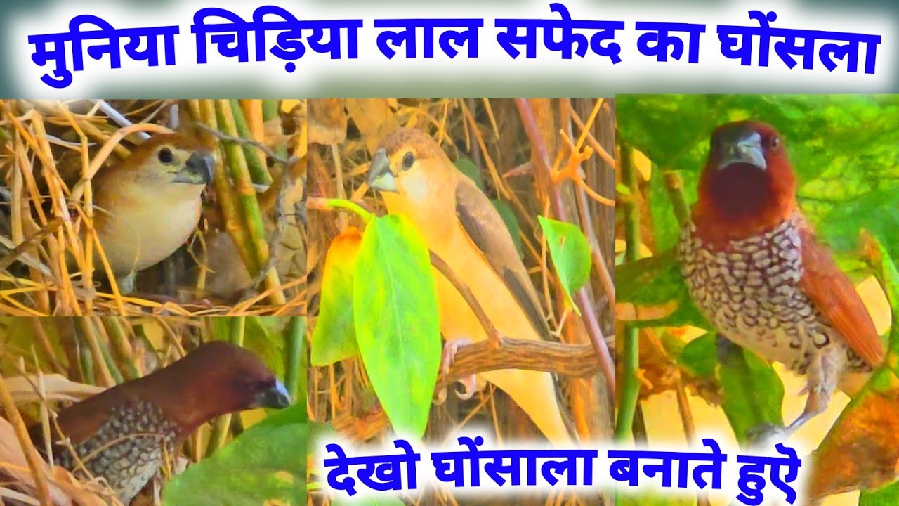 मुनिया चिड़िया लाल सफेद का घोंसला  🐦 Spice Finch Bird Nest, Silver Billed Bird Nest, Birds Sound 