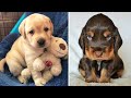 AWW CUTEST BABY ANIMALS videos compilation cutest moment of the animals - Cutest Puppies #2