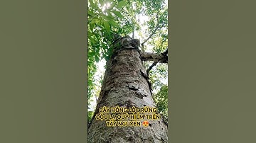 CÂY HỒNG LỘC RỪNG ĐỘC LẠ QUÝ HIẾM TRONG RỪNG SÂU TÂY NGUYÊN.
