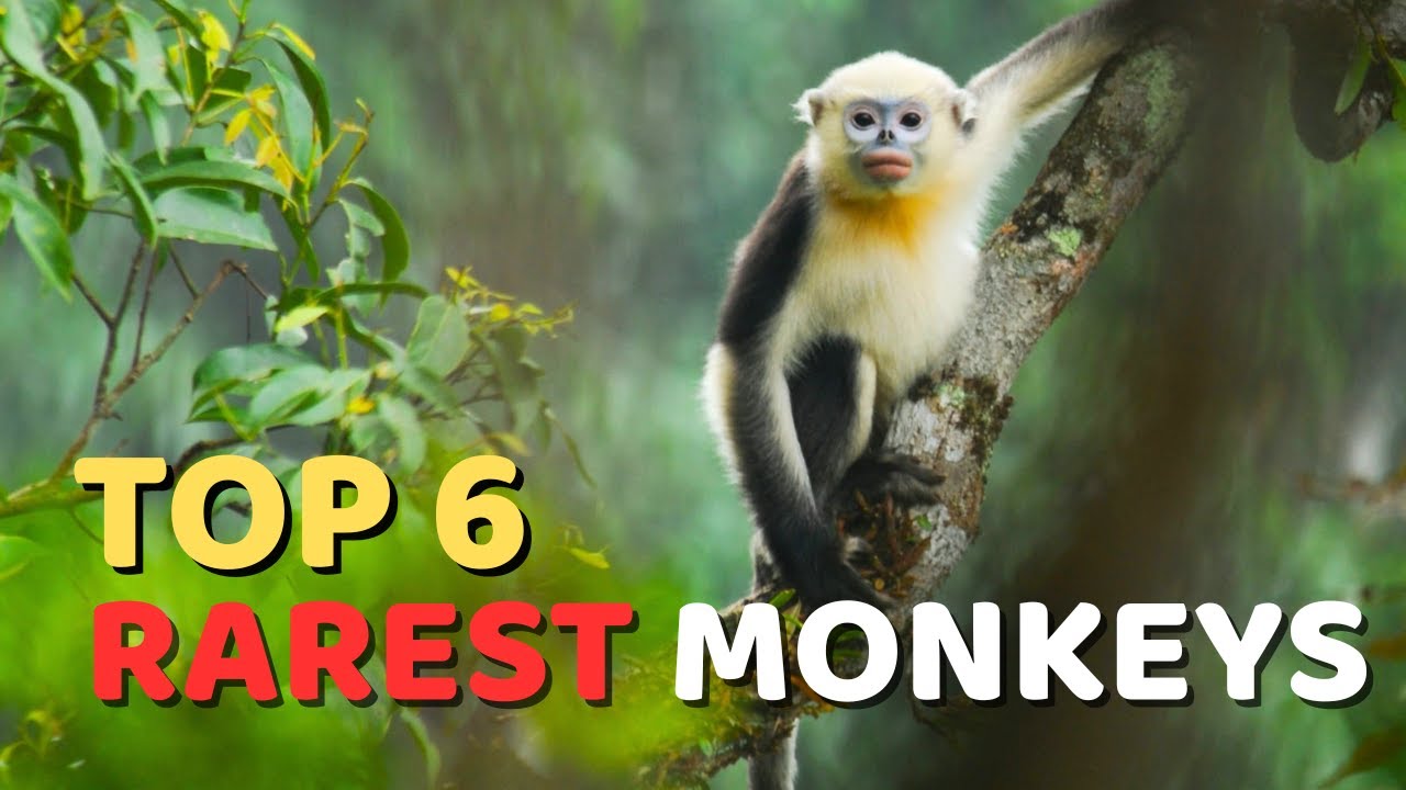 Top 6 Critically Endangered Monkeys (Rarest Monkeys)