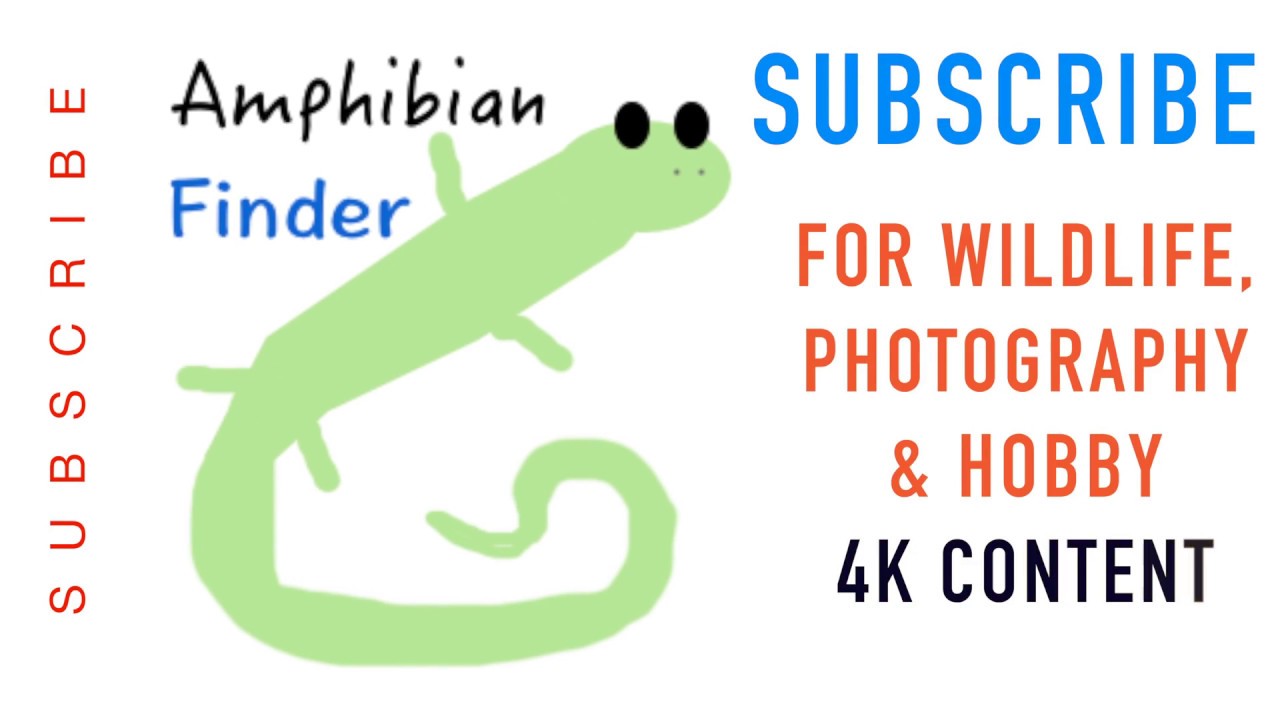amphibians nedir NEW Channel Trailer