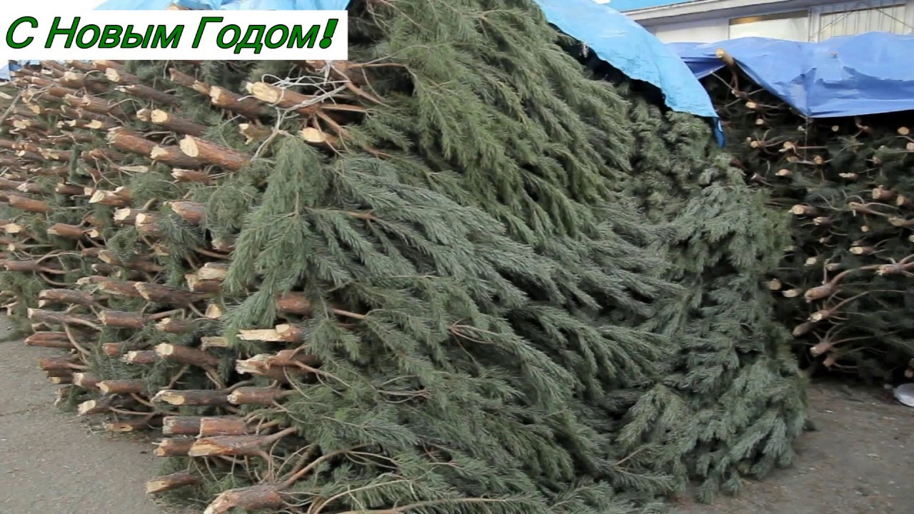 Живая Новогодняя Ёлка. Что Важно знать