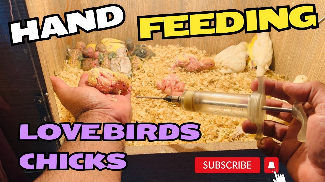 Hand feed ka tarika or detail for lovebird chicks | Hani Planet