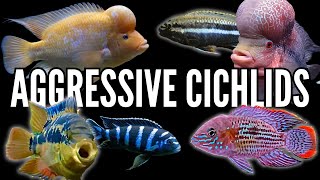 Top 10 Most Aggressive Cichlids