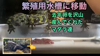 【受付終了】マダライモリ(2024CB)トリオ　♂×1 ♀×2 両生類　イモリ 国内繁殖個体】マダライモリ 2025年産 国内CB