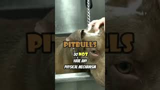 The truth about Pitbulls LOCKING JAW *exposed* full vid up now #pit #pitties #pits #pitbull #pitts