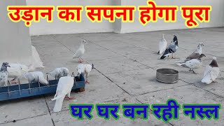 Udan ka Sapna hoga pura Ghar Ghar Ban Rahi Nasal