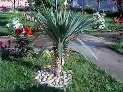 Yucca gloriosa (Juka palma) Kraljevo, Serbia