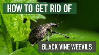 How to Get Rid of Black Vine Weevils [4 Easy Steps!] screenshot 3