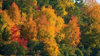 Fall Foliage: Why do leaves change color in the fall?