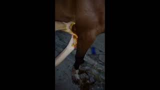 Capped Elbow treatment  in horse. Olecranon Bursitis in horse