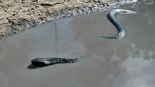 Snake Reacts To My Camera