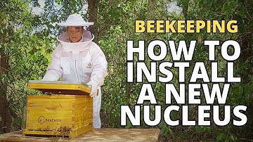 How to install a bee nucleus into a new hive #beekeeping #nuc #honeybee #beehive
