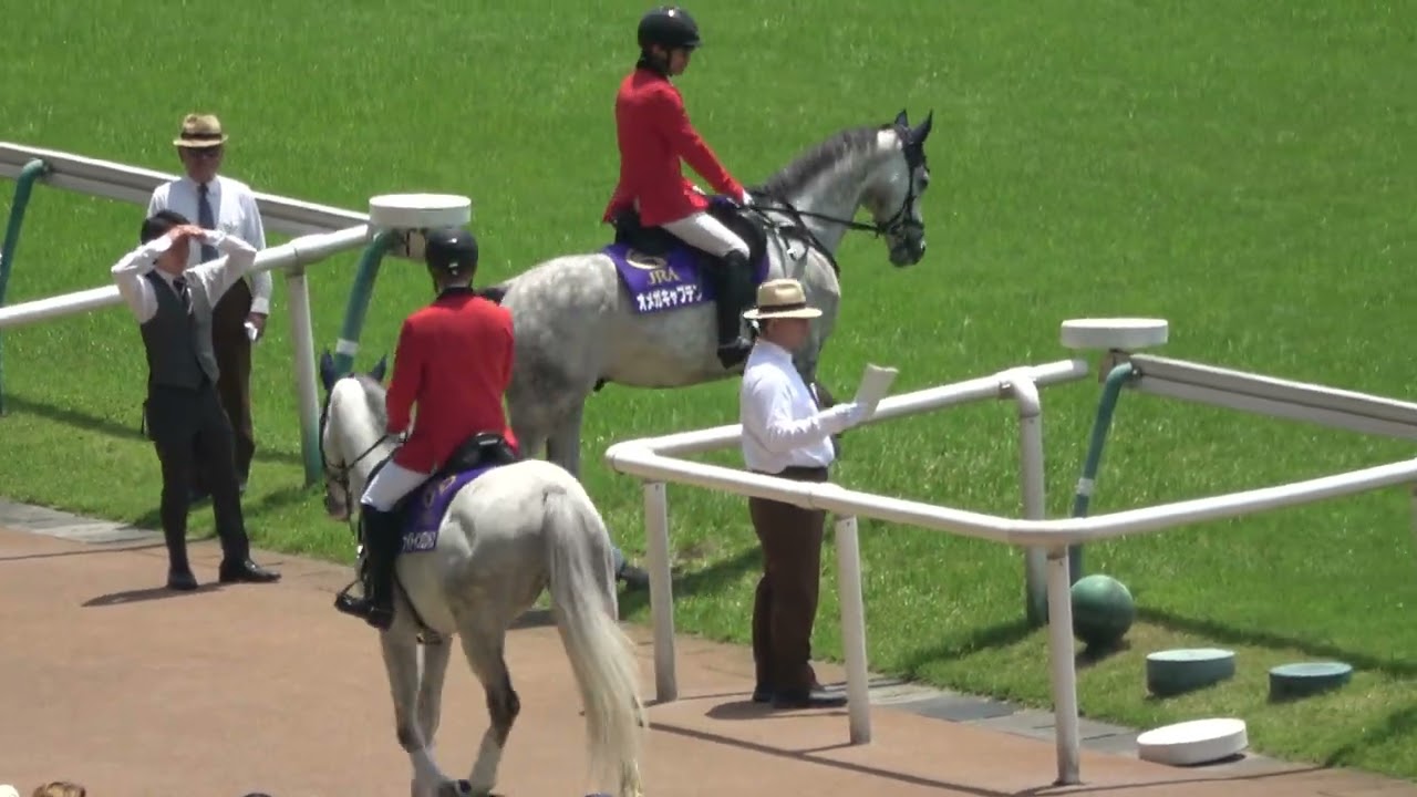 Tokyo Jump Stakes 2026] Footage of horses entering the track