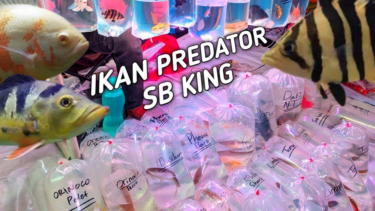 REVIEW IKAN PREDATOR SB KING DAN TANKMATE SSB. DI PASAR IKAN HIAS JATINEGARA 