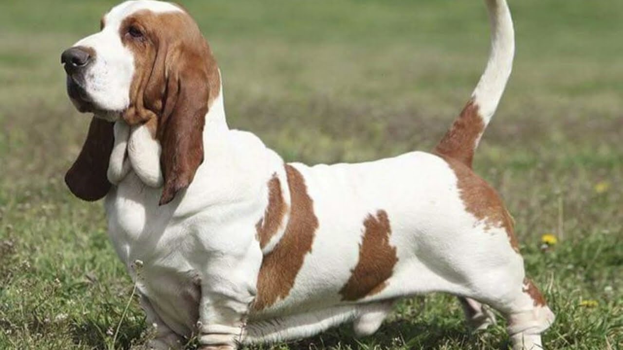 Basset Hound La Razón por la que Este Perro Te Robará el Corazón
