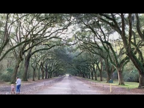 Vidéo: Le wormsloe était-il une plantation ?