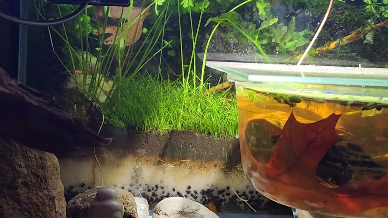 Обновленное видео о рыбном сарае и прогулка с собакой 🐕 в декабре 2025 года.