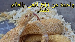 افاعي الجرس ...المجلجلة... خطيرة جدا سريعة جدا عندما تلدغ rattlesnake مع جمال العمواسي