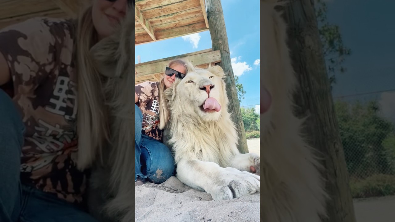 Lion Mohawk Maintenance