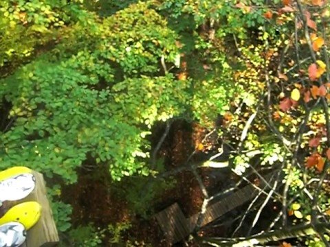 Adrenalin forest coupons