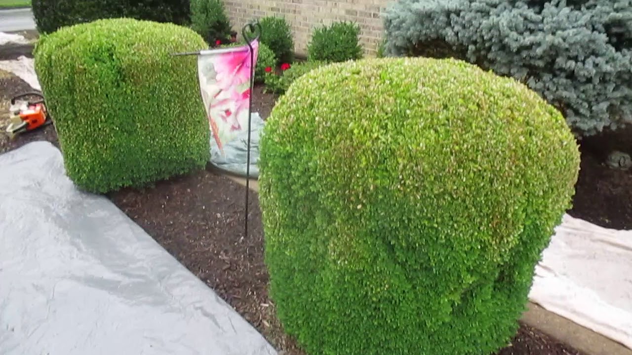 Boxwood Shrub Removal Removal Stump Paradise Manor Hagerstown MD