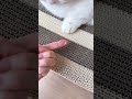 🐱ソファを捨ててこれに住み始めました😂 爪とぎベッドが快適すぎる件✨ #猫用品 #猫好き