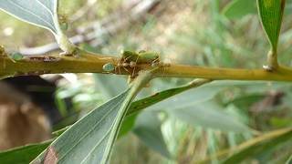Green Weaver Ants protecting Acacia Horned Treehoppers.