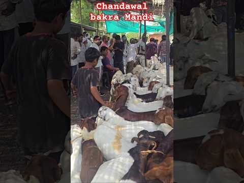 Chandawal Bakra Mandi #goatfarm #animals #sojatbreed #like #share #tranding #viral