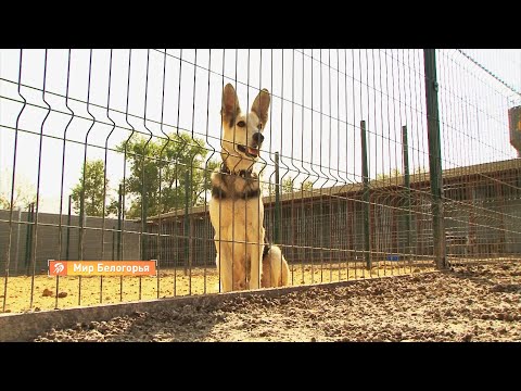 «Белгородская область – 2020». Приют для животных. Новая Нелидовка