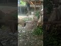 6 kambing