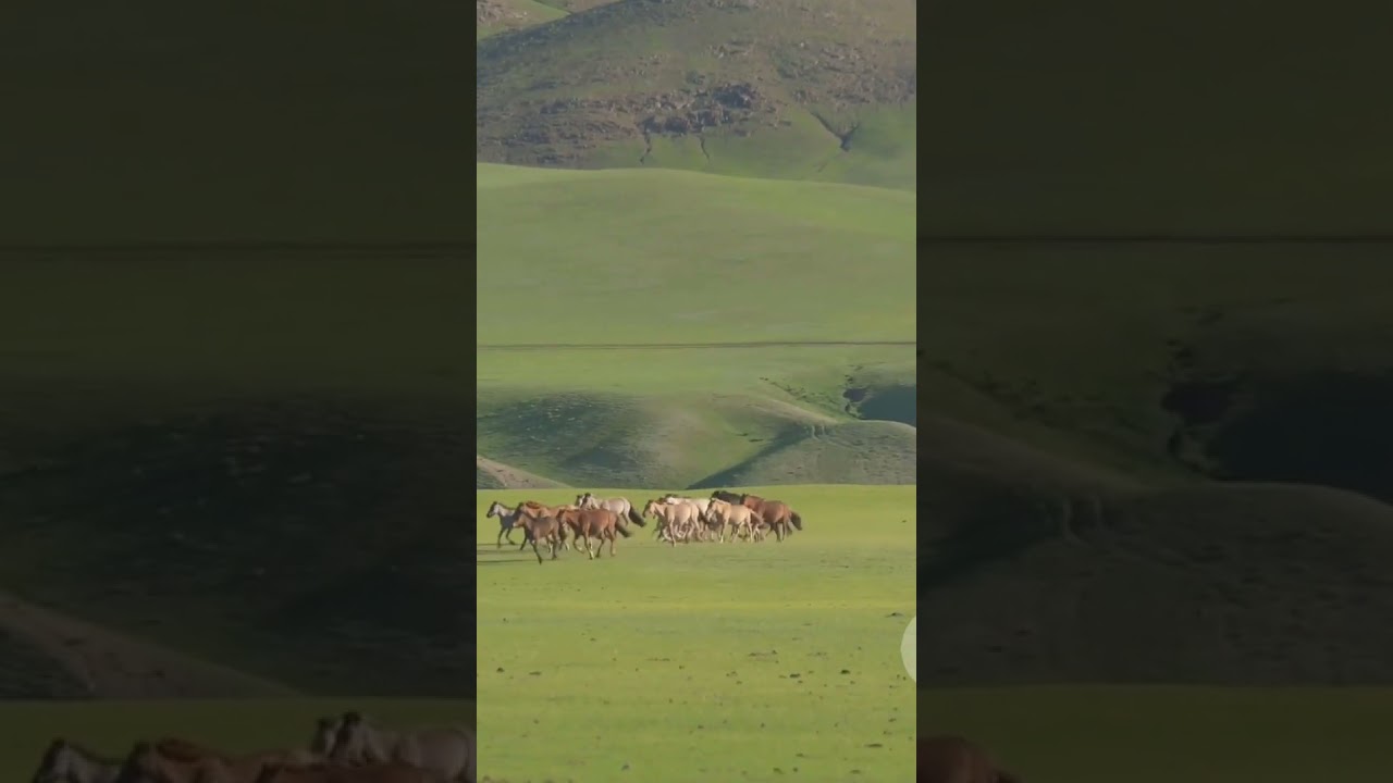 #Mongolia