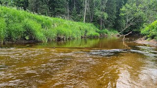 Brown Trout Fishing the UP | ULTRA Clear Water Fishing