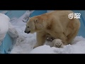 Белые медвежата в Новосибирском зоопарке имени Р.А.Шило