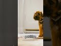 Fix Disobedient Dogs in 3 Steps #dogtraining #obedience