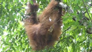 Wild orangutans in the Gunung Leuser National Park