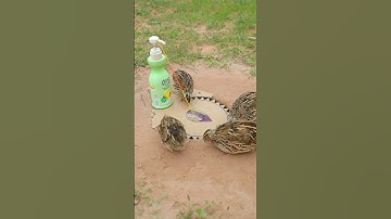 Easy Bird Trap Technique - Best Quail Trap #simple bird trap #shorts #technique #wildlife