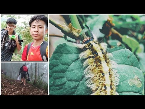 Trip to the Jungle with friends | Tuensang Nagaland | Northeast India