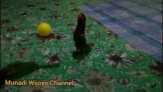 BURUNG NURI DORA KU YANG PANDAI BERSIUL@munadiwijoyochannel2103