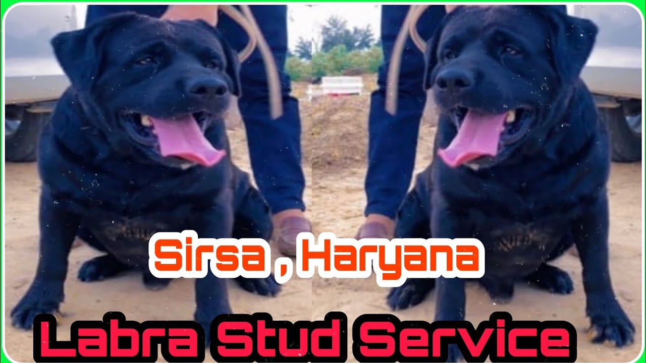 Labra stud service are available in sirsa haryana ! 8295828568 ! dog ...