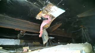 Wombat Inspection Crawler Full Crawlspace Inspection