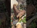 Находки на старой военной  дороге