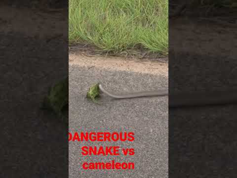 Dangerous SNAKE vs