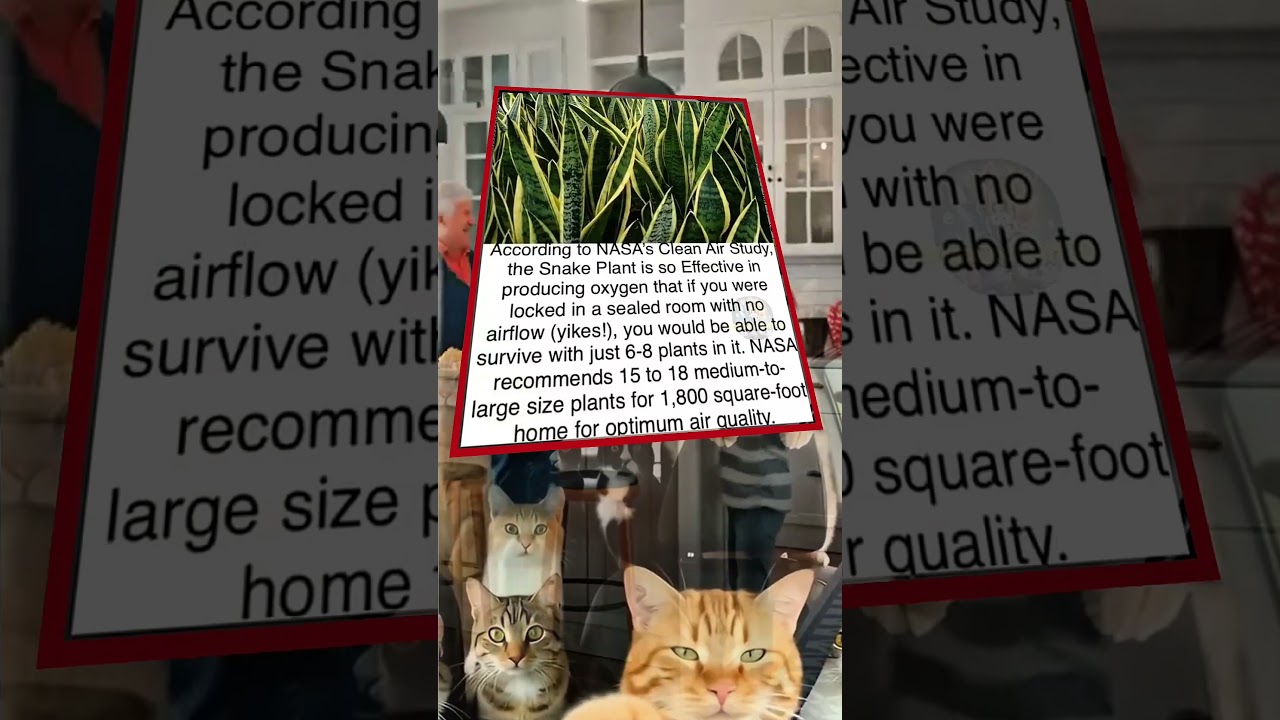 "Can This Plant Save Your Life? 🪴 